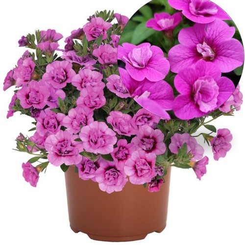 Calibrachoa 'Aloha Double Dark Pink 2024' - Puispetuunia 'Aloha Double Dark Pink 2024' P9/0,55L